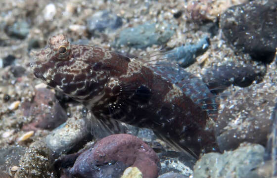 Image of Target shrimp goby