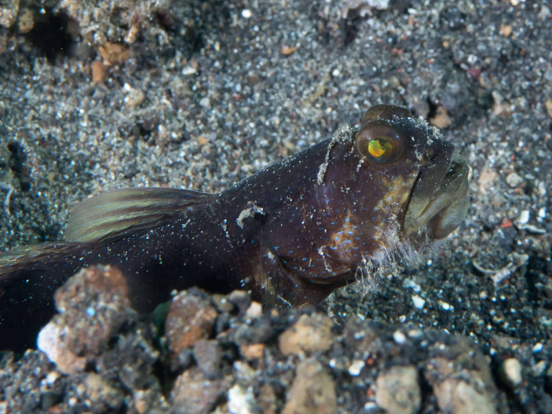 Image of Watchman goby