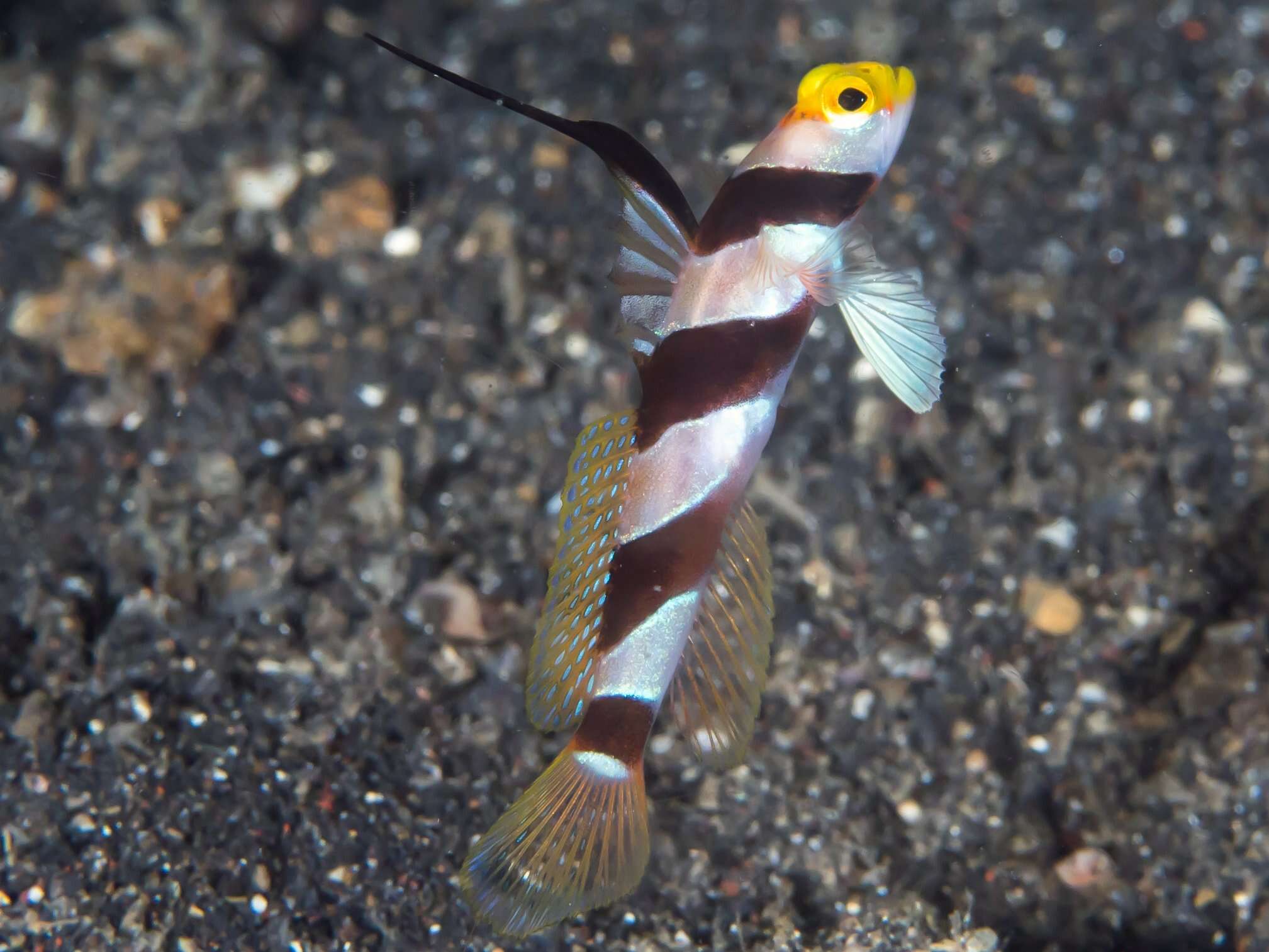 Image of Black-ray goby