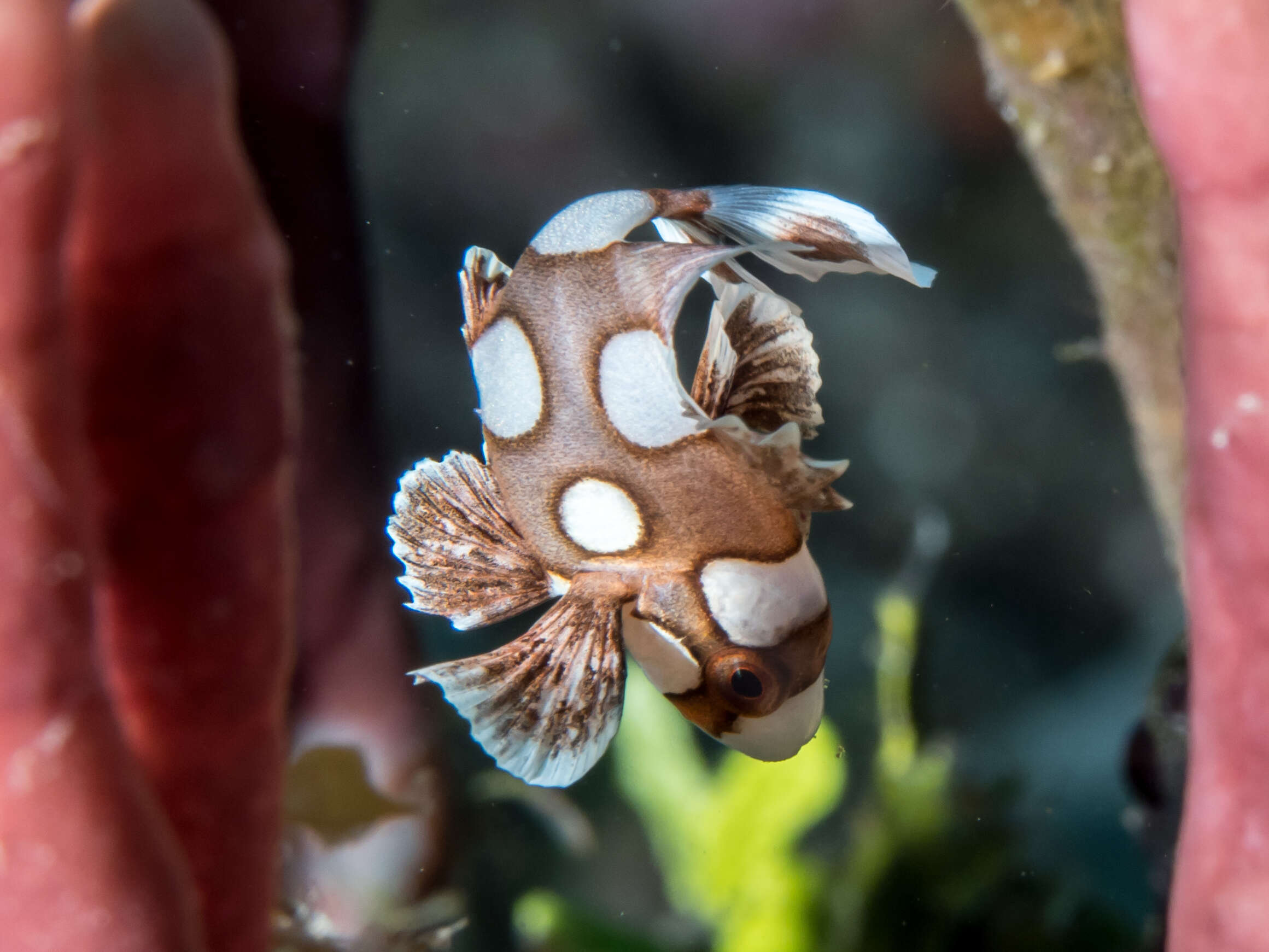 Image of Harlequin sweetlips