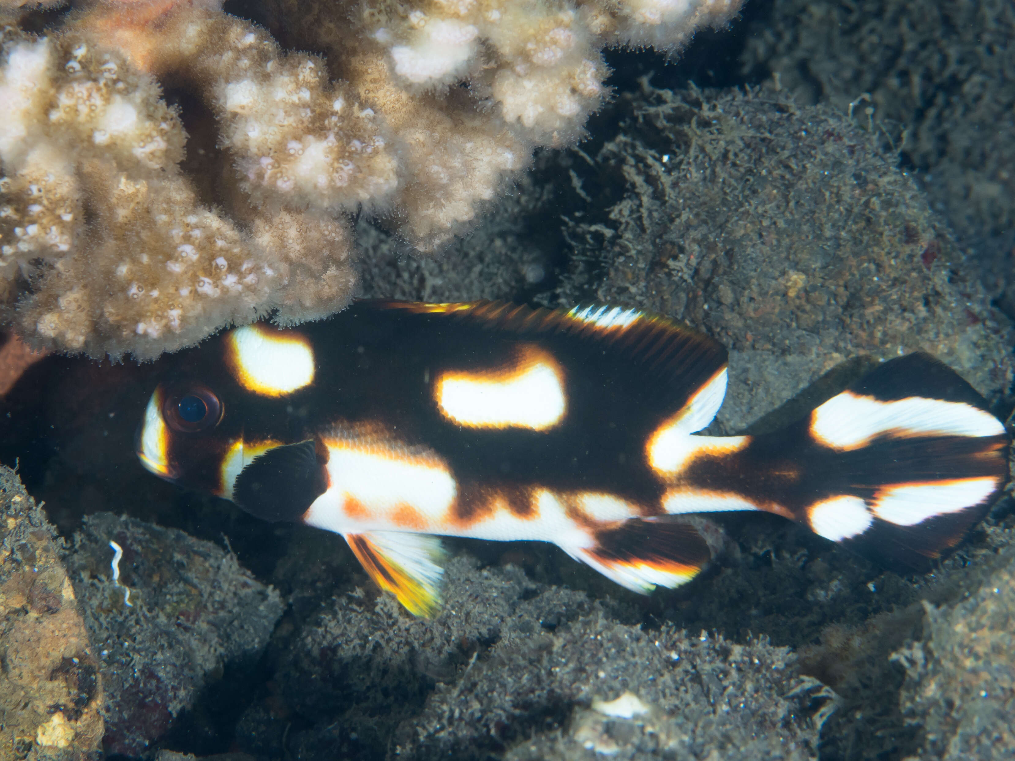 Image of Indian Ocean oriental sweetlips