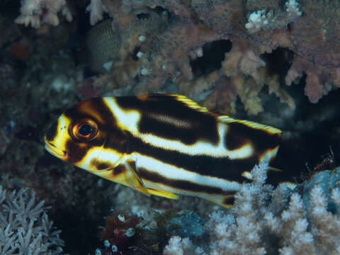 Image of Indian Ocean oriental sweetlips