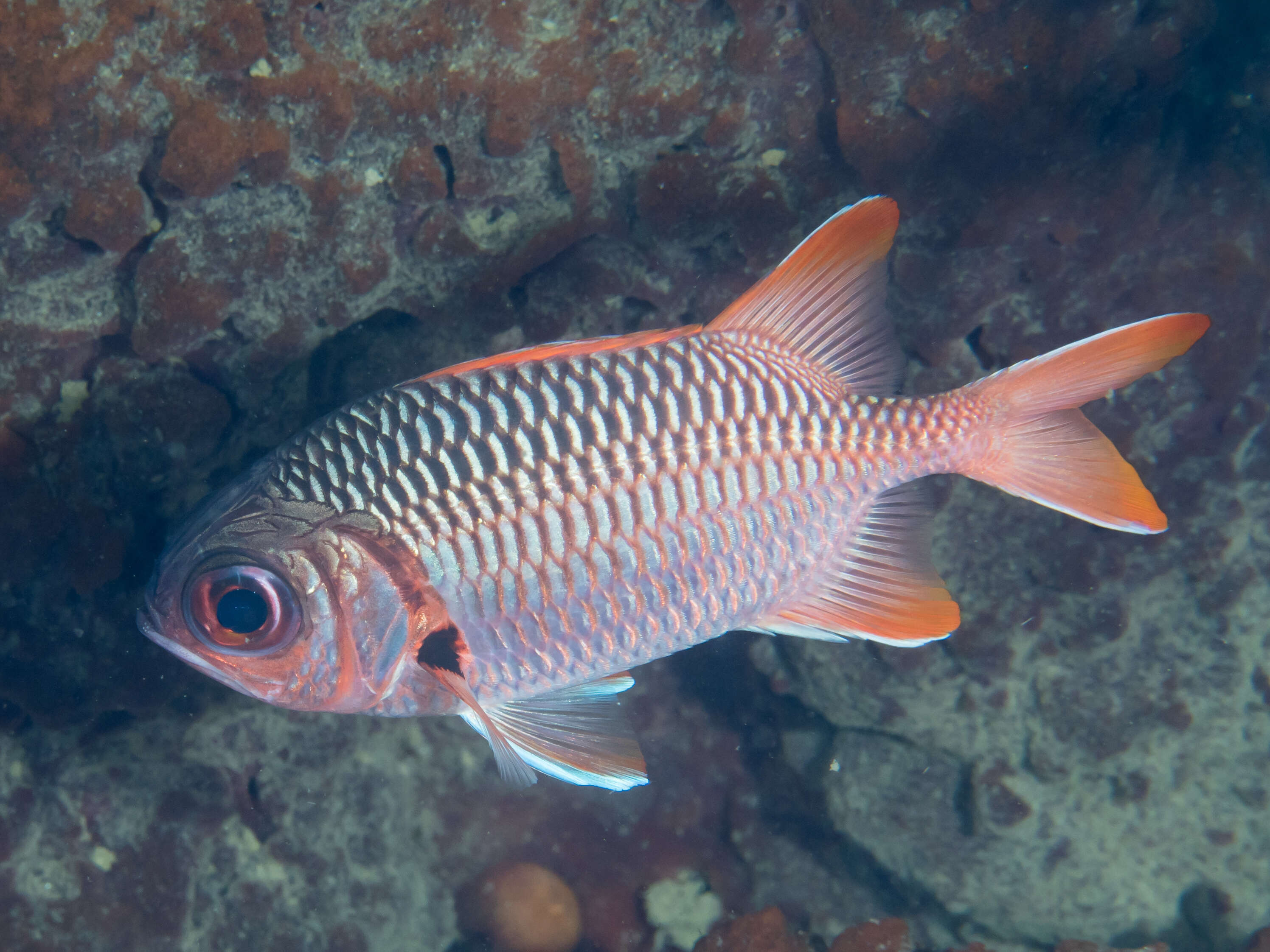 Image of Big-eye Soldierfish