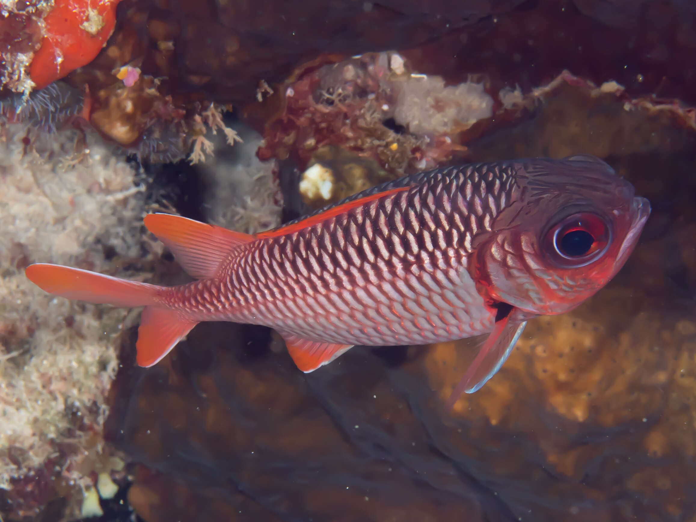 Image of Australian Squirrel-fish