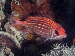 Image of Crown Squirrelfish