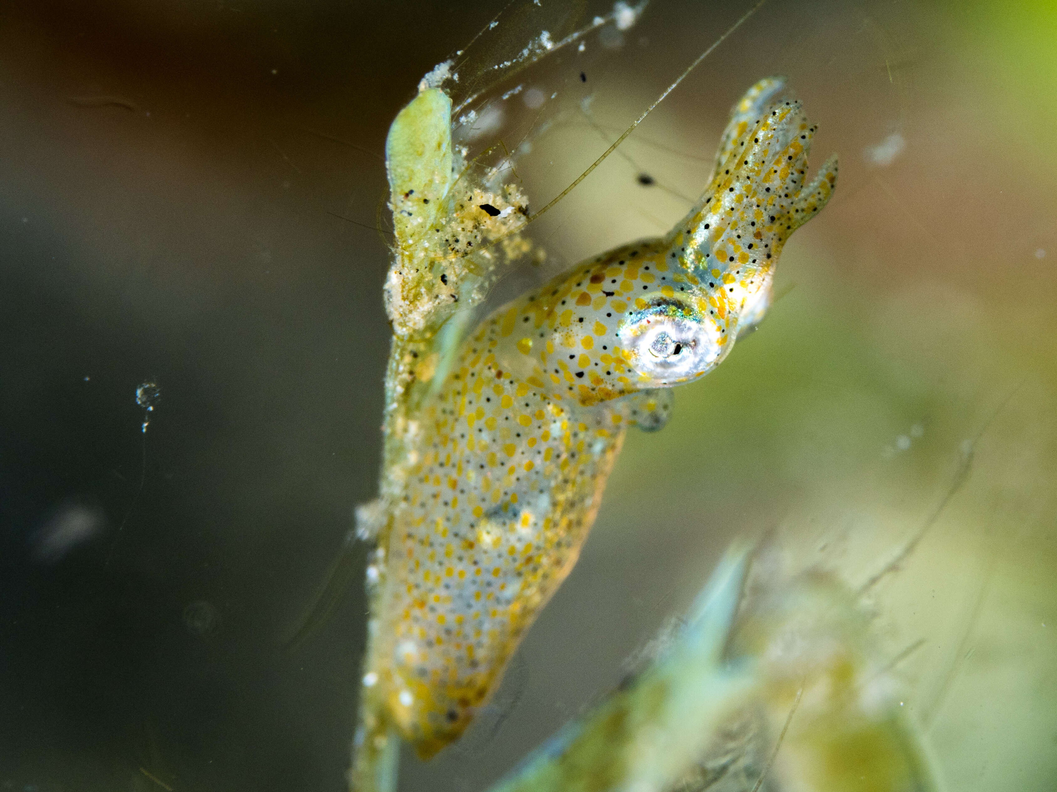 Image of Two-toned Pygmy Squid