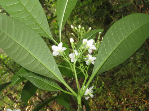 Image of Rauvolfia verticillata (Lour.) Baill.