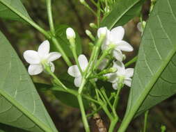 Image of Rauvolfia verticillata (Lour.) Baill.