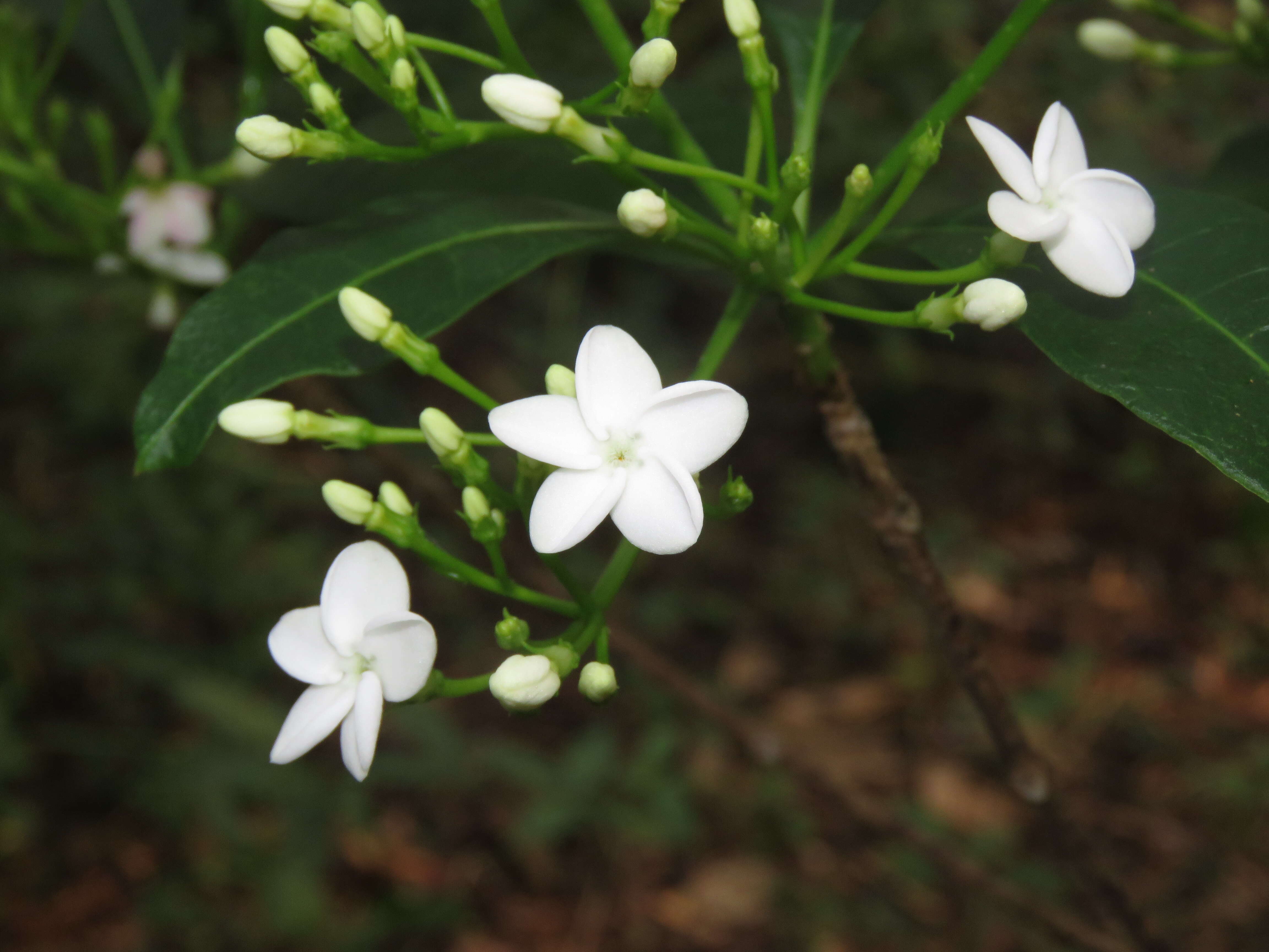 Image of Rauvolfia verticillata (Lour.) Baill.