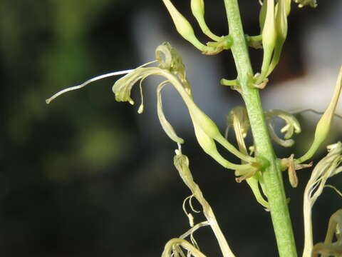 Image of viper's bowstring hemp