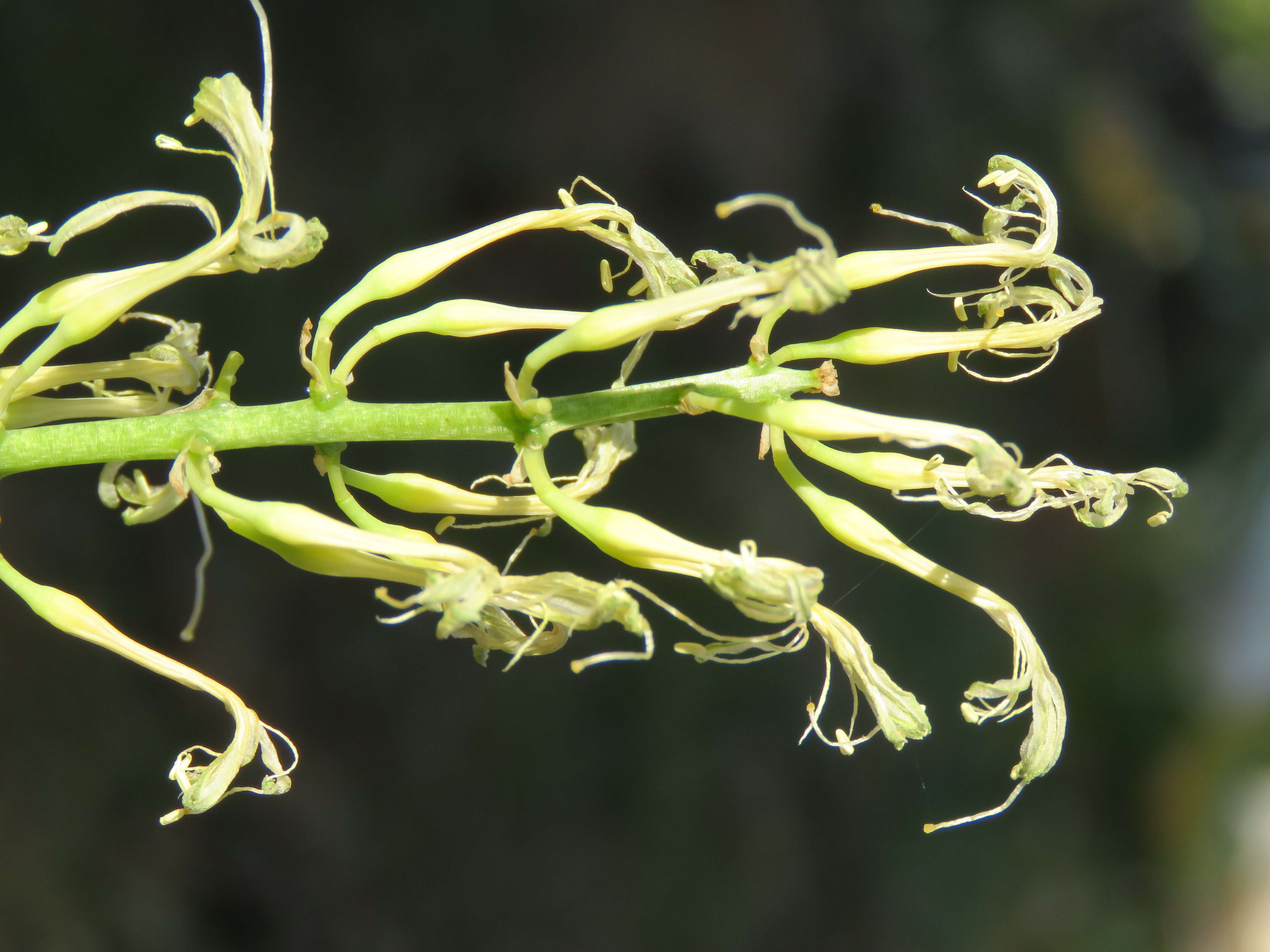 Image of viper's bowstring hemp