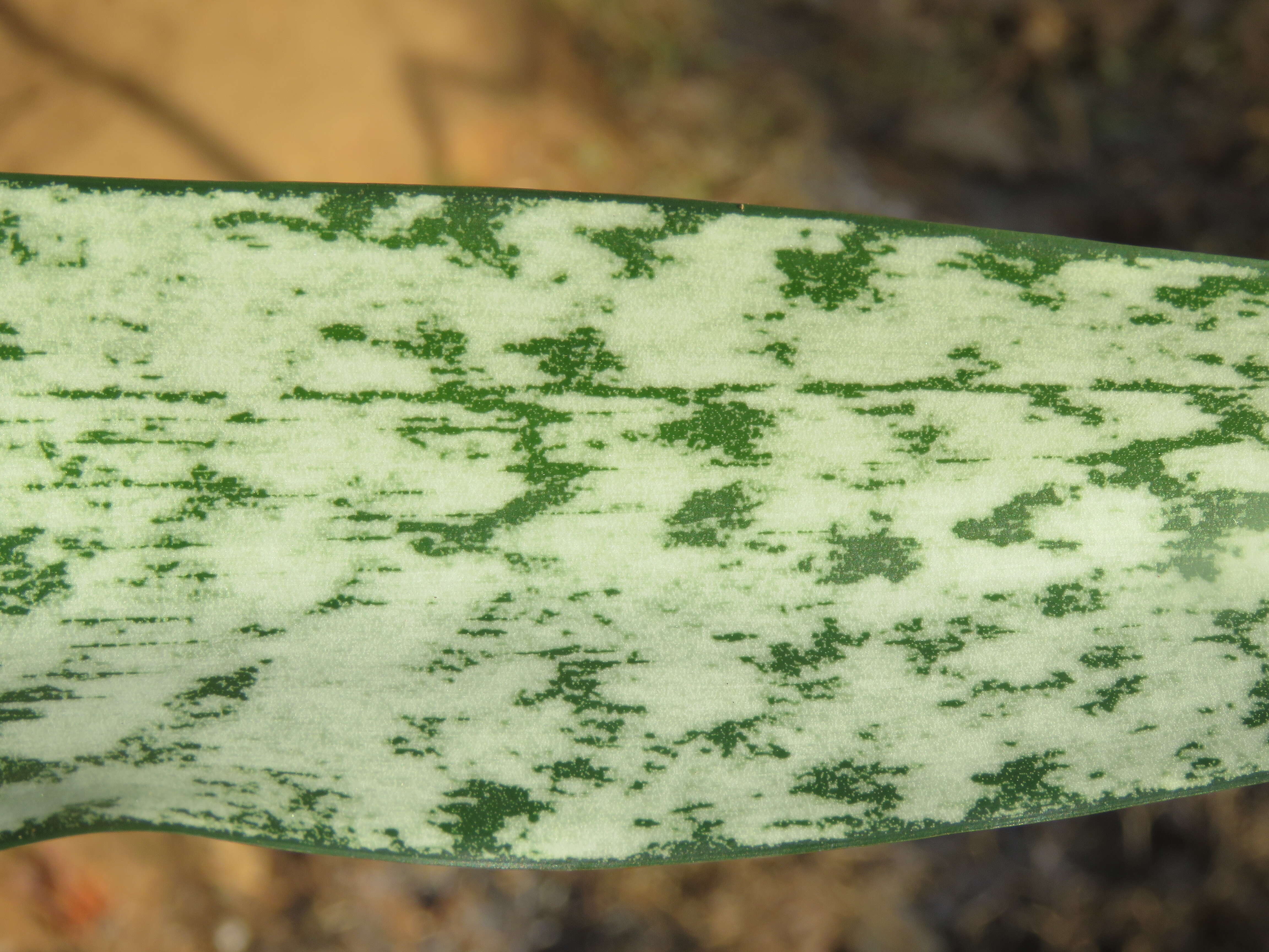 Image of viper's bowstring hemp