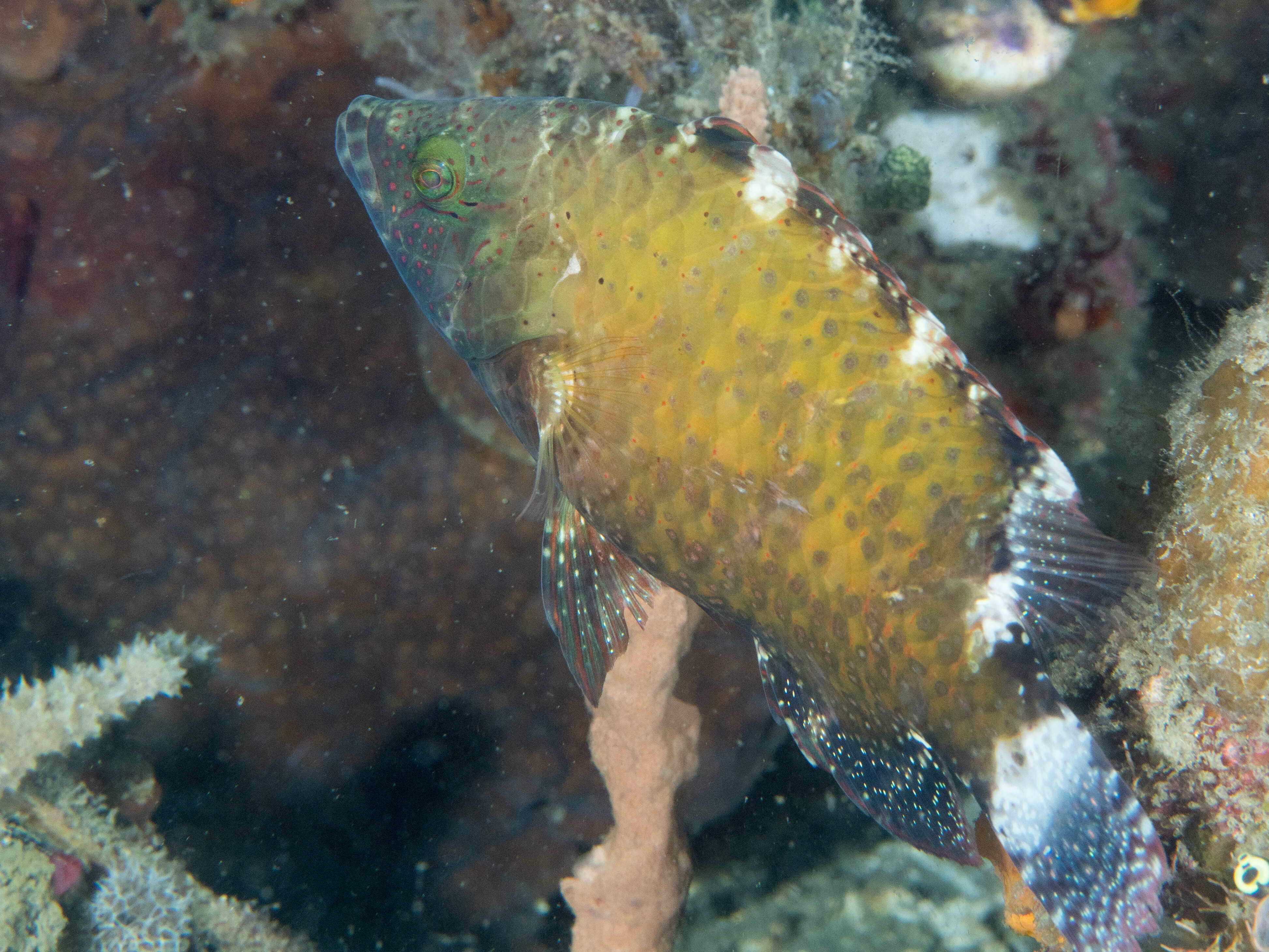 Image of Floral wrasse