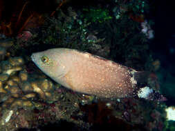 Image of Floral wrasse