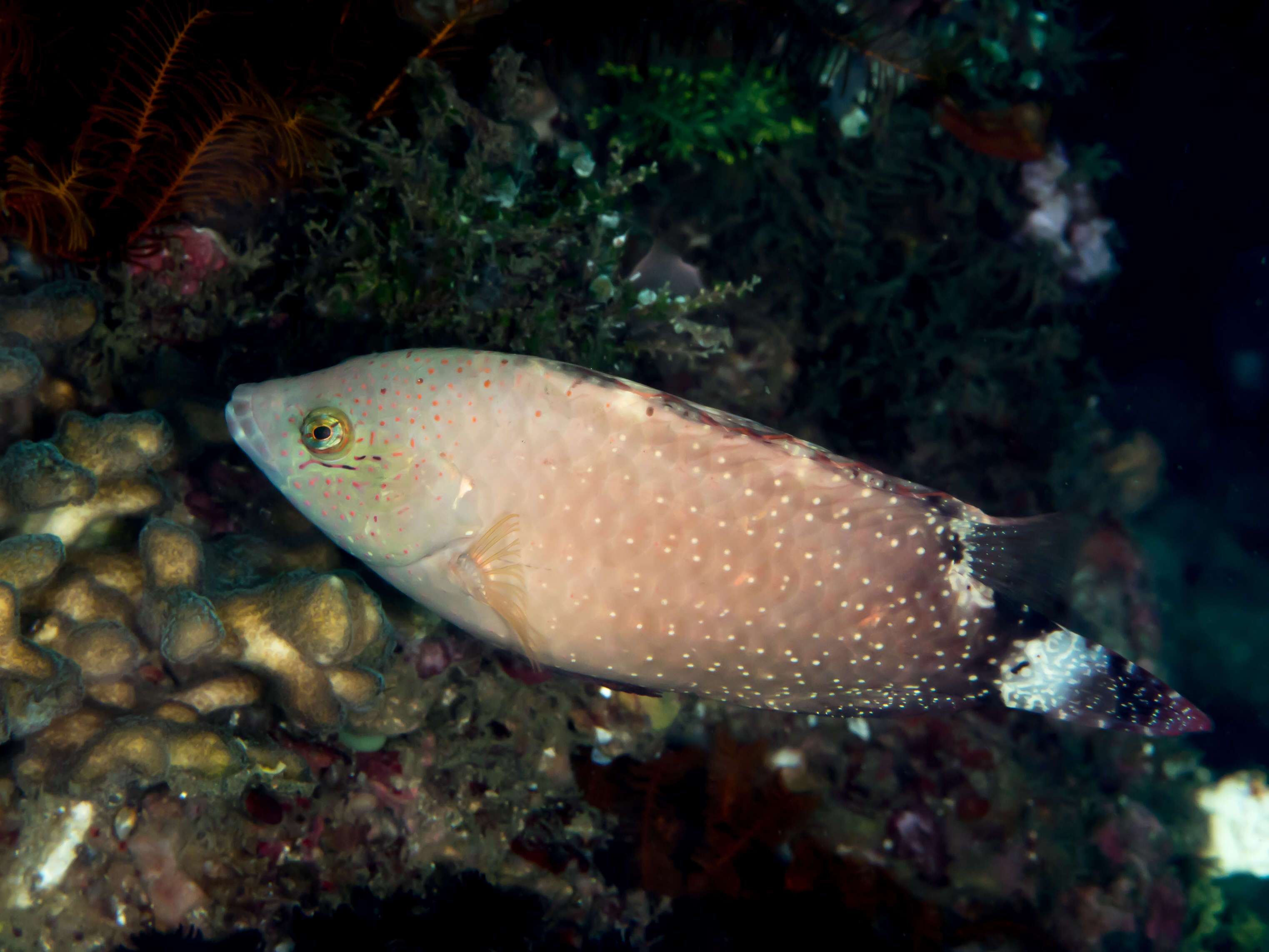 Image of Floral wrasse