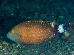 Image of Floral wrasse