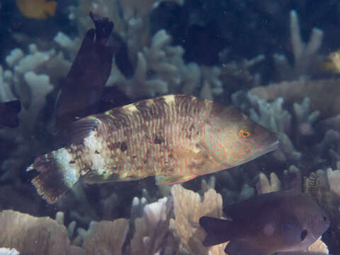 Image of Maori Wrasse