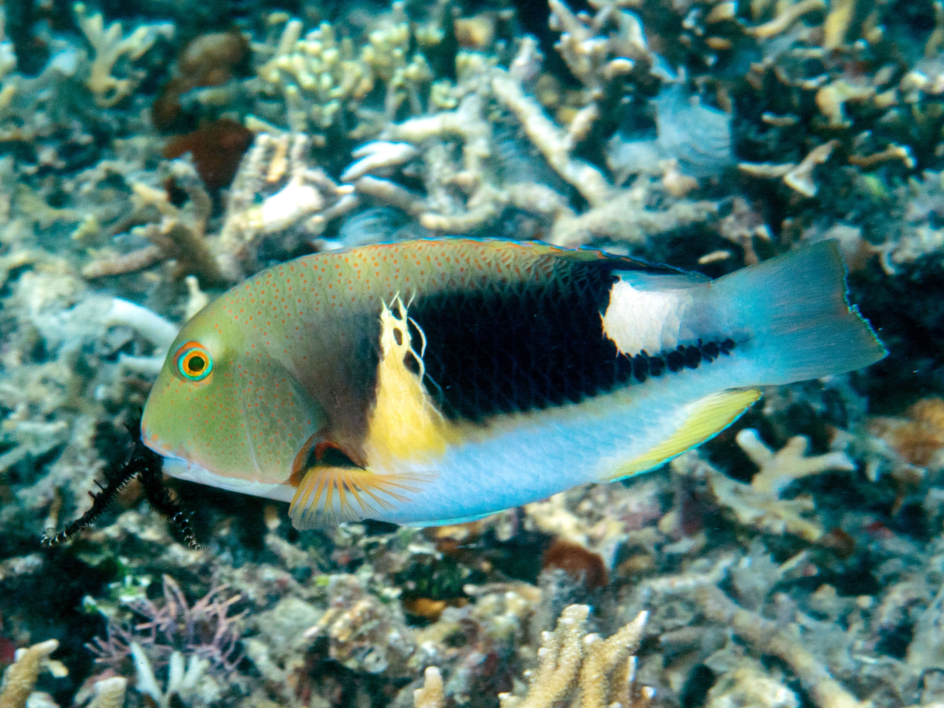 Image of Anchor trunkfish