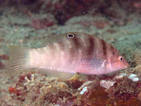 Слика од Coris batuensis (Bleeker 1856)