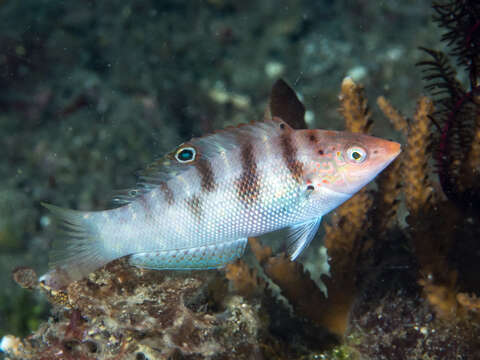 Слика од Coris batuensis (Bleeker 1856)