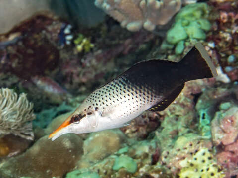 Image of Bird wrasse