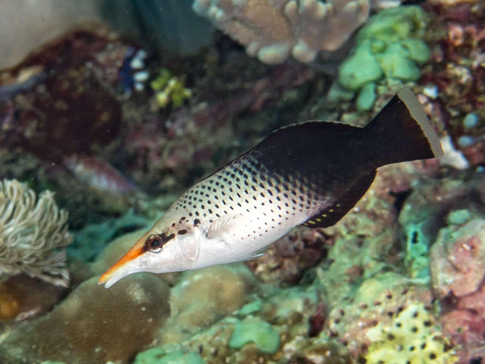 Image of Bird wrasse