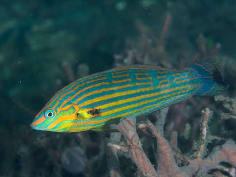 Image of Hoeven's wrasse