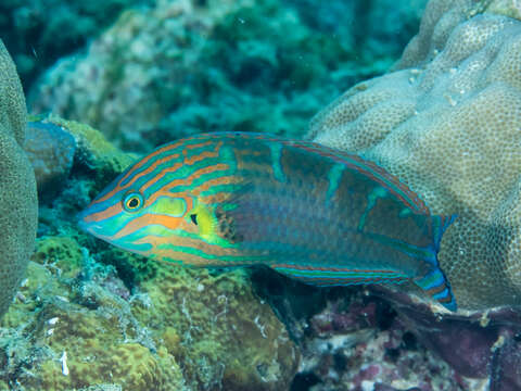 Image of Hoeven's wrasse