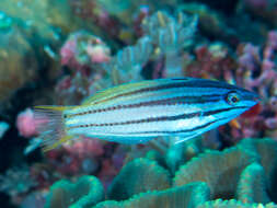 Image of Half-grey wrasse