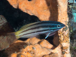 Image of Half-grey wrasse