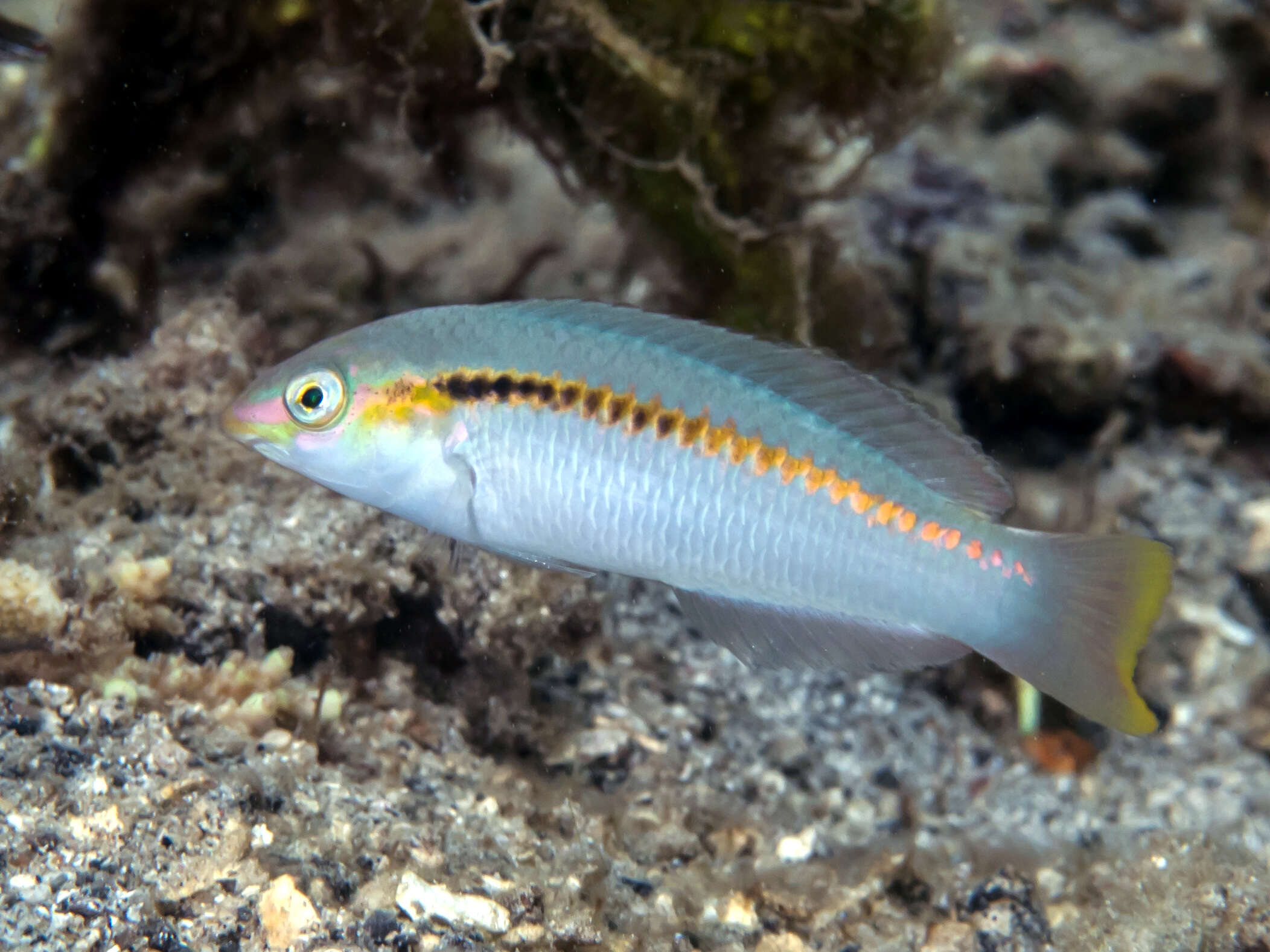 Image of Brownbanded wrasse