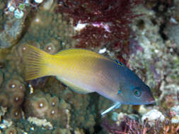 Image of Half-grey wrasse