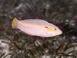 Image of Brownbanded wrasse