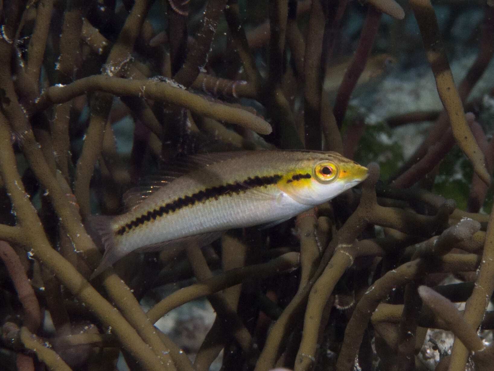 Image of Brownbanded wrasse