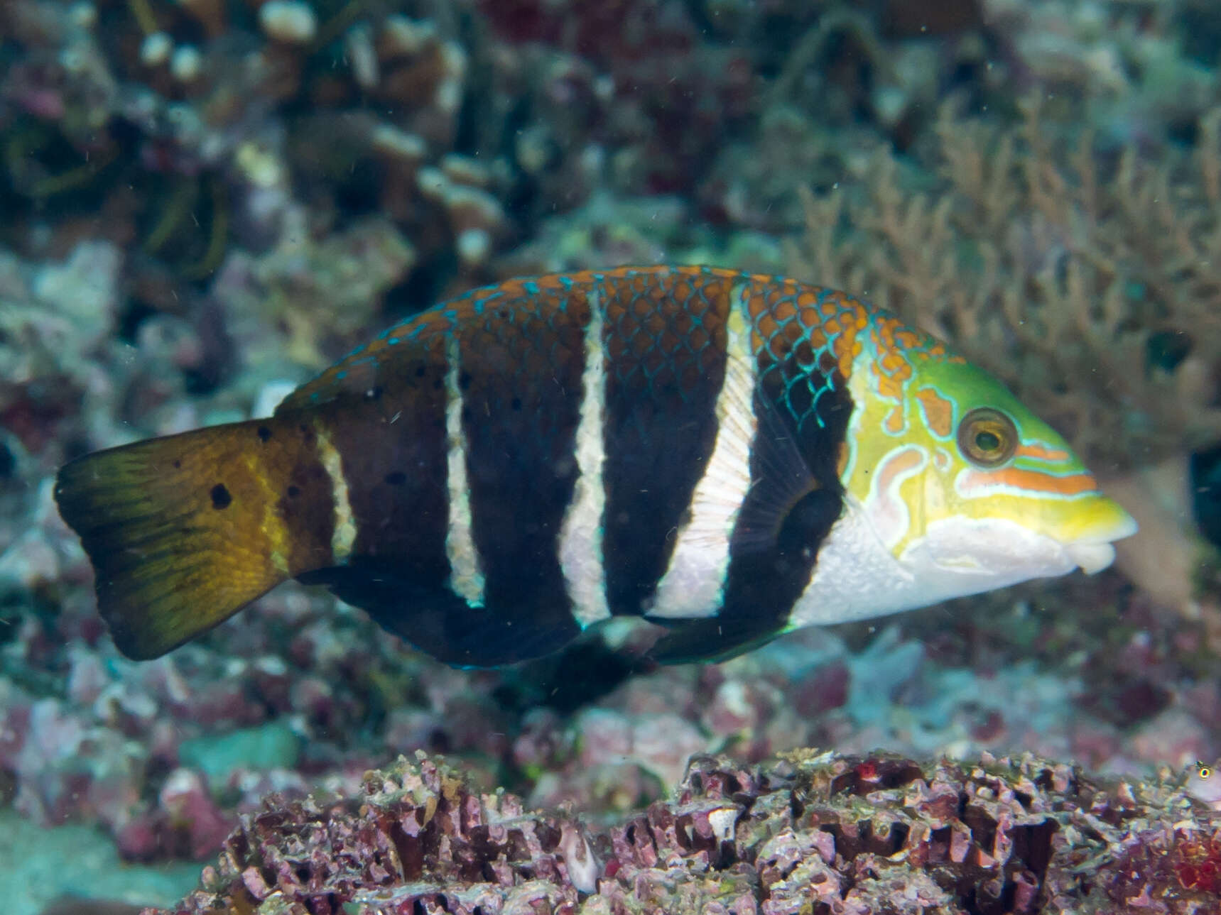 Imagem de Hemigymnus fasciatus (Bloch 1792)