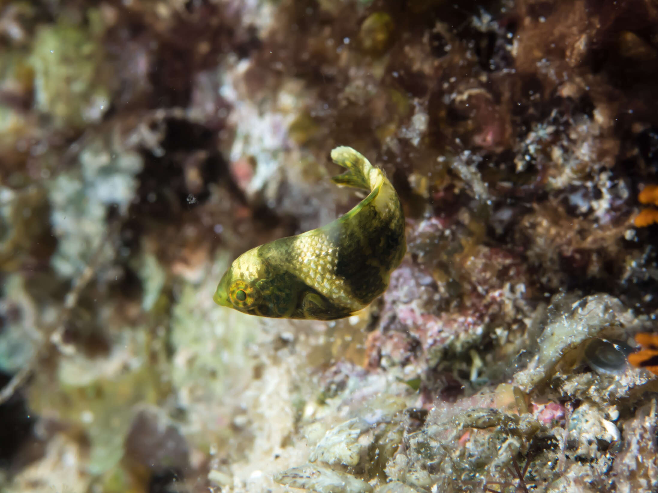 Image of Blackedge thicklip wrasse