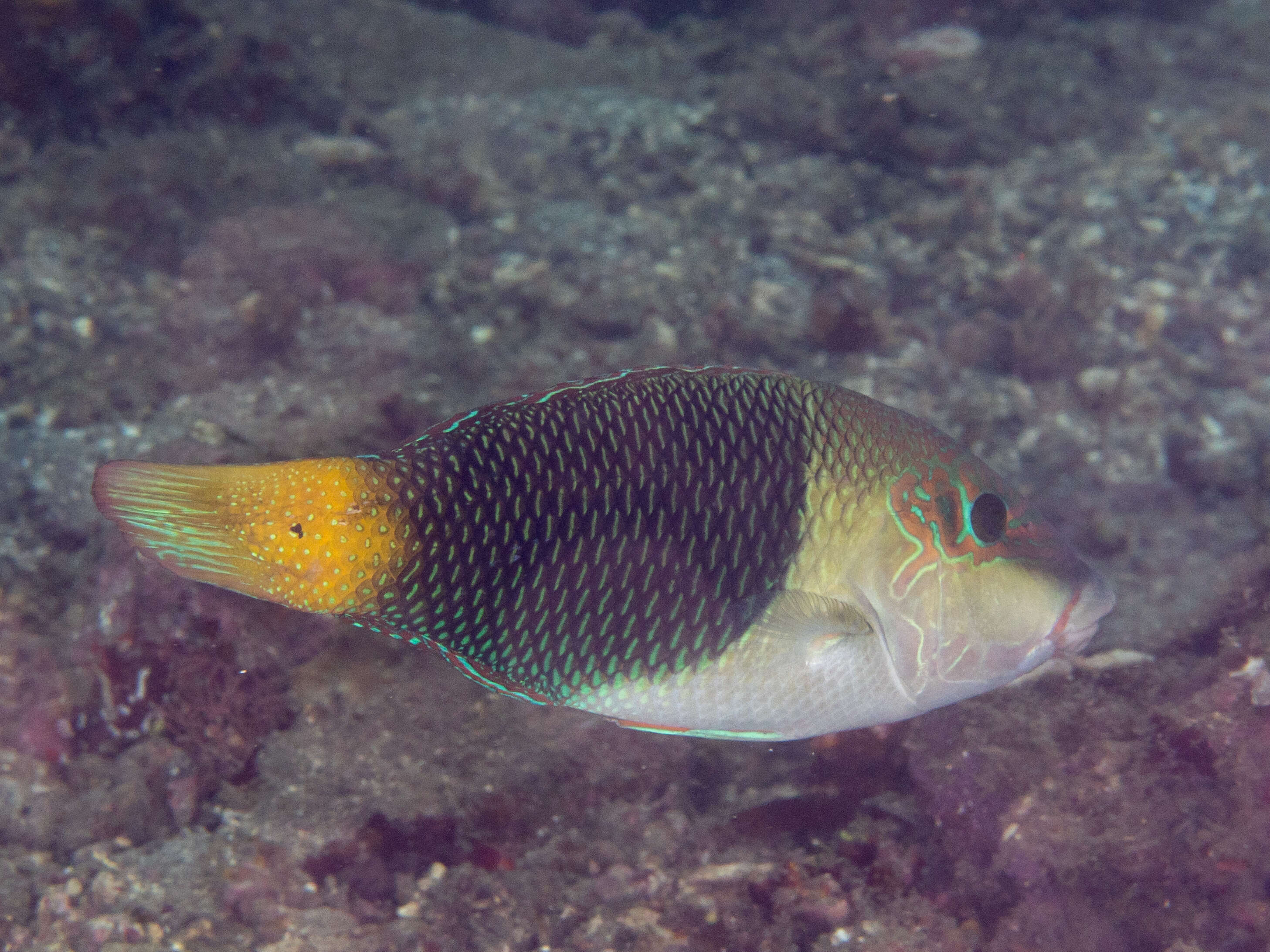 Image of Blackedge thicklip wrasse