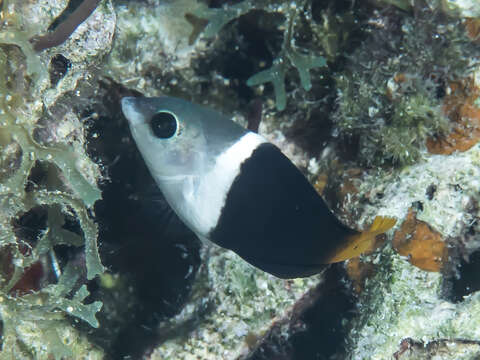 Image of Blackedge thicklip wrasse