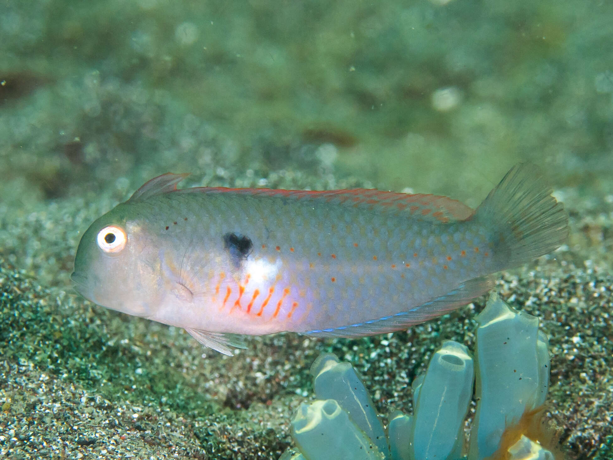 Image of Fivefinger razorfish