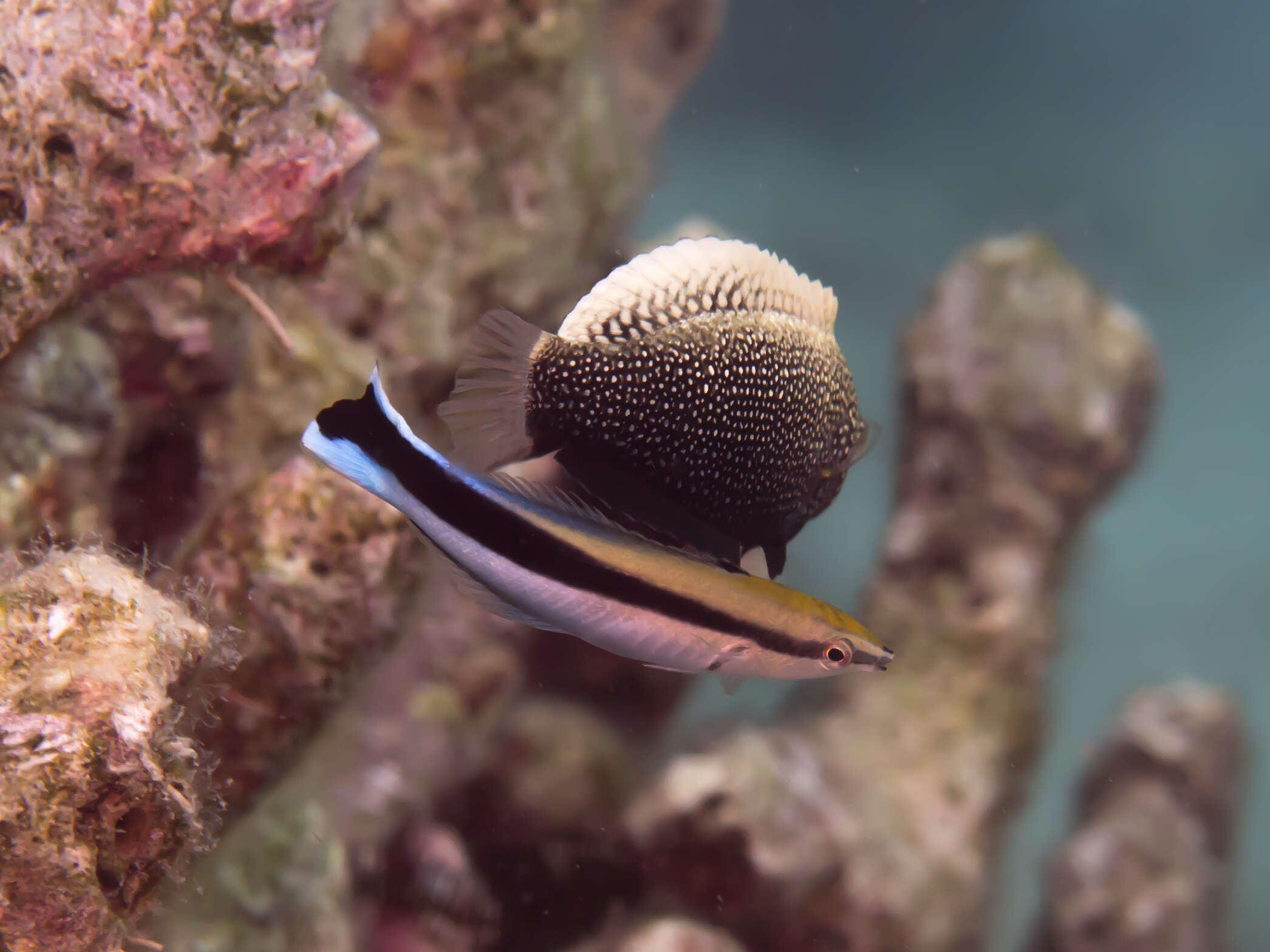 Image of Black leopard wrasse