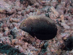 Image of Black leopard wrasse