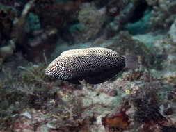 Image of Black leopard wrasse