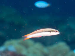 Image of Bluehead wrasse