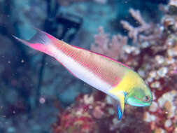 Image of Bluehead wrasse