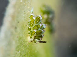 Image of Costasiella kuroshimae Ichikawa 1993