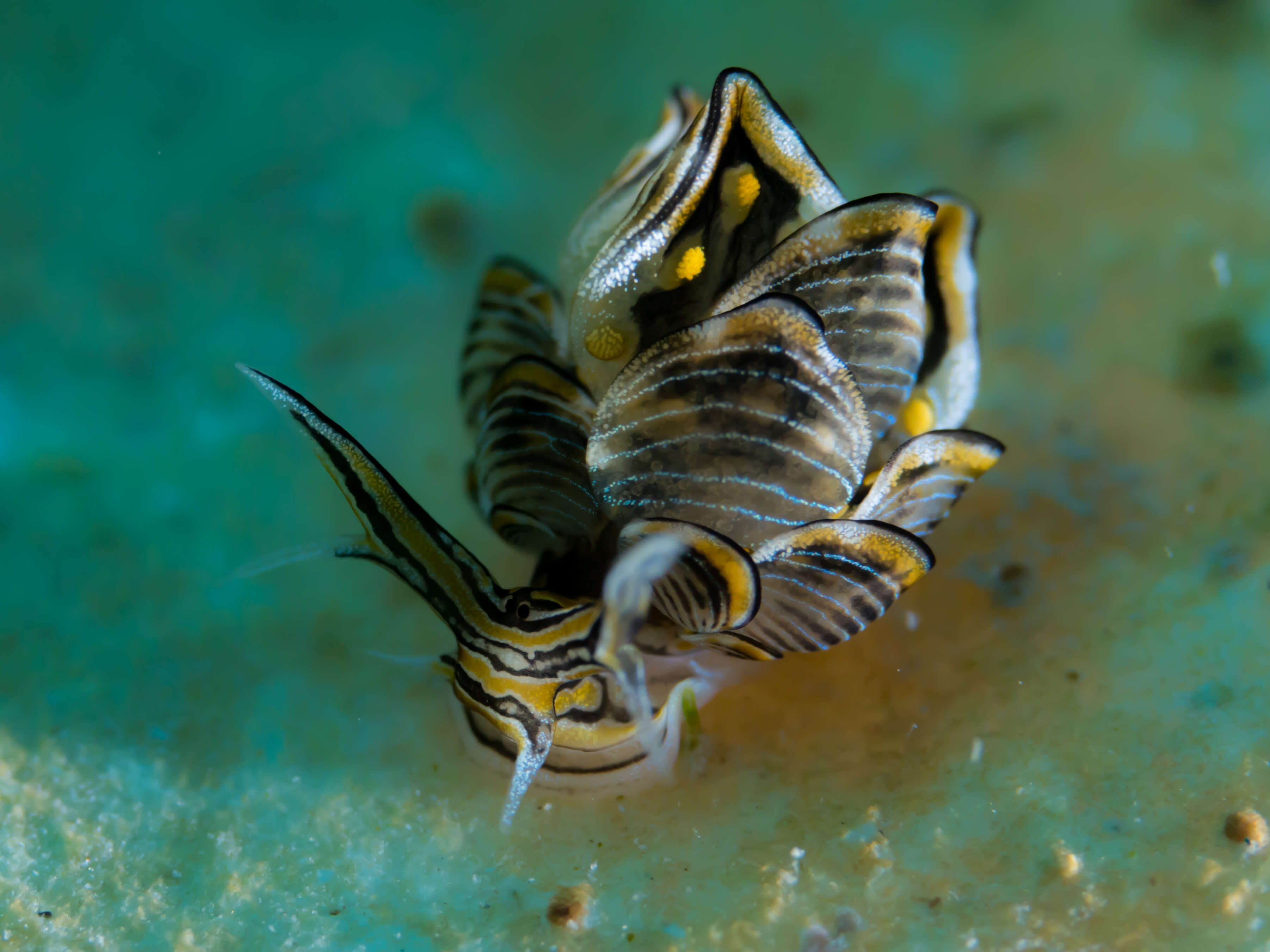 Cyerce nigricans (Pease 1866) resmi