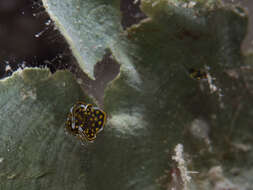 Image of Leaf gilled slug