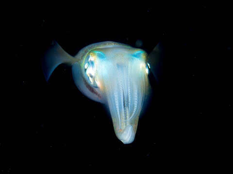 Image of bigfin reef squid