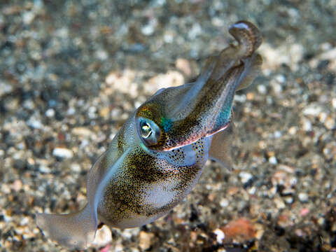 Image of bigfin reef squid