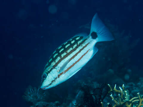 Image of Checkered Seaperch